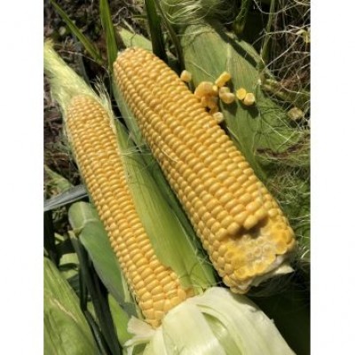 Семена кукурузы сахарной (Sh2 тип) 1801 F1 (74-77дней) кочан 25см (2500 сем.) Lark Seeds